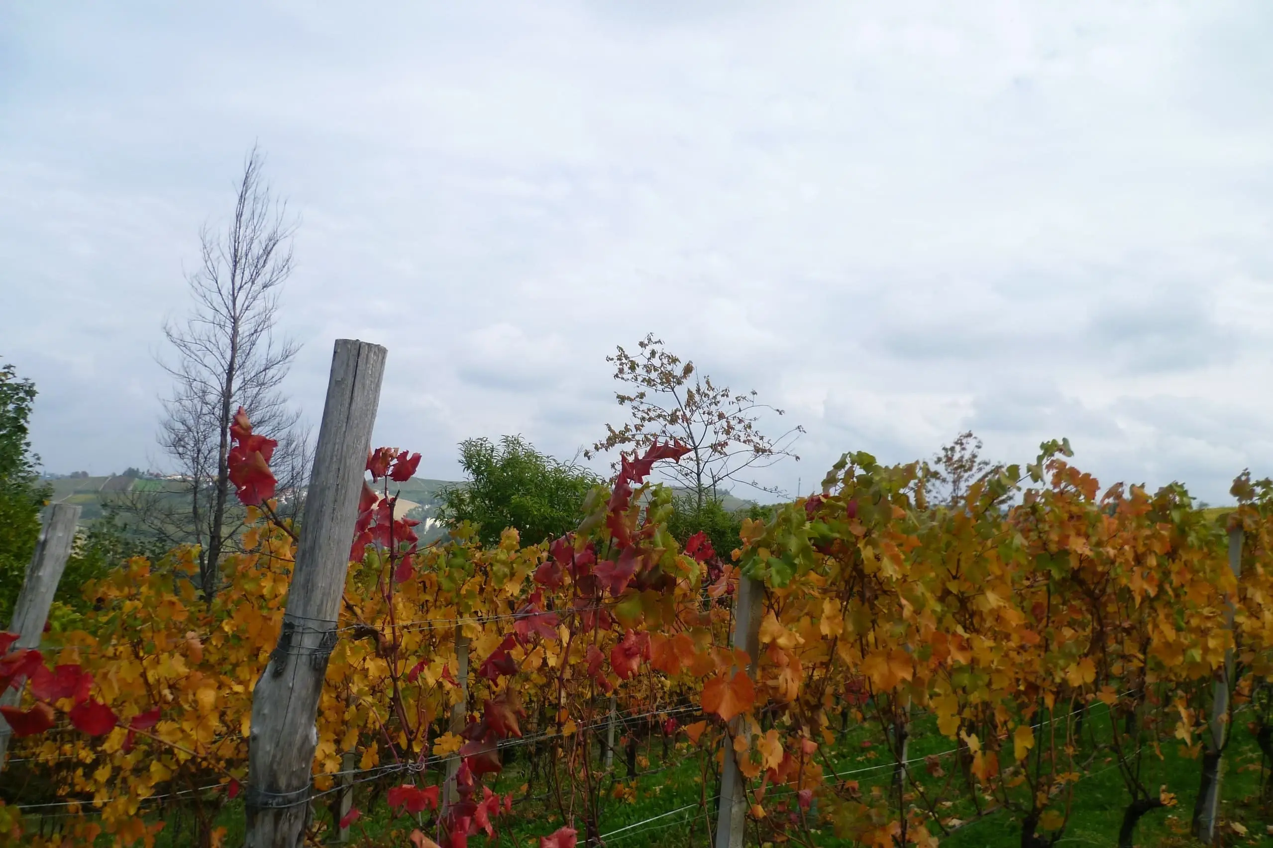 Domus Langhe-13